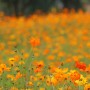 무리지어 꽃이 피어 아름다운 노랑코스모스 (황화코스모스)