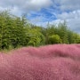 [가을여행] 부산 가을에 가볼 만한 곳-대저 생태공원 핑크뮬리, 팜파스 위치/주차장