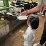 아이와 가볼만한 곳 김포 목장체험 동물(토끼,말,염소,송아지)들 먹이 주기 체험 -연보람목장2