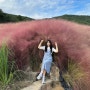 고창 가볼만한곳 추천 핑크뮬리축제 꽃객프로젝트