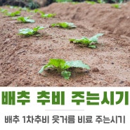 가을 김장배추 추비 웃거름 복합비료 주는시기 방법