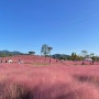 경남 합천 핑크뮬리 신소양체육공원