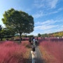 하남 미사경정공원 핑크뮬리 보러가는 길 주차료,할인방법