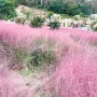 반려견동반 강릉에서 만나는 핑크뮬리 가득한 사천 호린파크