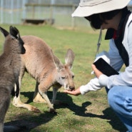 [호주 여행] 2일차 호주 동물원/ 포트스테판 샌드보드, 4WD/ 돌핀크루즈/ 머레이 와이너리 방문