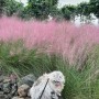 제주 노리매공원 핑크뮬리 10월 가을여행 가볼만한곳 반려동물 동반 가능