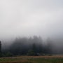 Redwood National Park - 미스테리한 숲 (part 1)