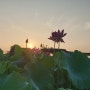 덥고 습한 8월 새벽, 시흥 관곡지와 연꽃테마 파크 한바퀴 돌다 / 고요한 작업