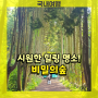 제주 힐링과 사진 명소!! :: 안돌오름 비밀의숲
