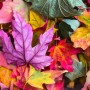 가을과 관련된 영어 표현 예문과 함께 알아보기