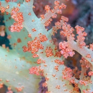 범섬이 보이는 제주스킨스쿠버 서귀포 산호