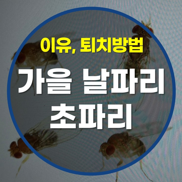 가을 날파리 초파리 생기는 이유 퇴치방법은? : 네이버 블로그