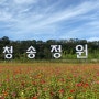 소노벨청송리조트과 산소카페 꽃밭 청송정원에서 꽃다운 중년찾기!!
