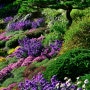 화담숲 암석 하경정원 - 소국 가든맘 샤스타 등 들국화(菊花)와 소나무가 어우러진 松菊庭園