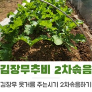 김장무 추비 비료 주는시기 가을무 2차 솎아주기 방법