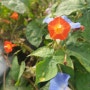 10월의 꽃들: 파란 나팔꽃& 둥근 잎 유홍초 꽃
