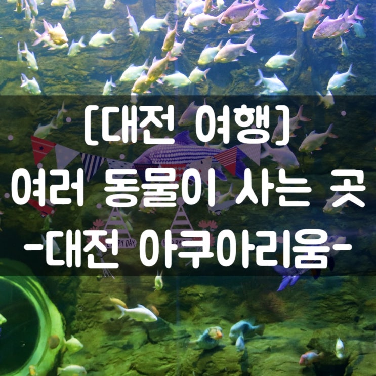 [대전 여행] #대전 아쿠아리움