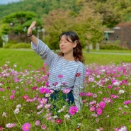 [경주가볼만한곳]코스모스가 예쁘게 핀 세계문화유산, 양동마을 후기 x 주차, 요금, 이용시간