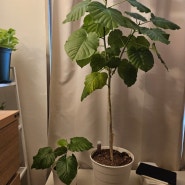 나의 휘카스 움베르타 나무 키우기 / 최애 반려식물, 공기정화식물 추천