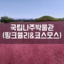 광주 근교 가을 핑크뮬리 구경할 수 있는곳,나주국립박물관