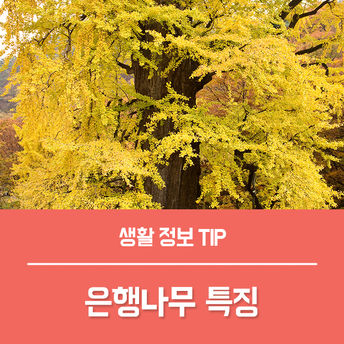 은행나무 꽃말 특징 키우기, 은행나무 암수 구분 총정리! : 네이버 블로그 은행나무 꽃말 특징 키우기, 은행나무 암수 구분 총정리! : 네이버 블로그