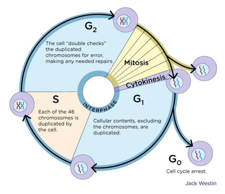 세포 주기: 간기(Interphase of Cell cycle) : 네이버 블로그 Biology Diagrams