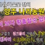 대단위 가을꽃 잔치 양주 나리농원/천일홍/구절초/가우라/핑크뮬리/촛불맨드라미/칸나/댑싸리/숙근해바라기/억새/팜파스