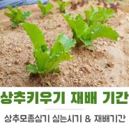 상추재배 기간 시기 모종심기후 수확까지 상추 키우기