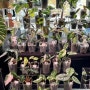 제 1회 풀판다 식물마켓에서 완판하고 사온 대박식물... ㅠㅠ