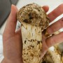 국내산 울진 송이버섯으로 만드는 송이라면과 손질법