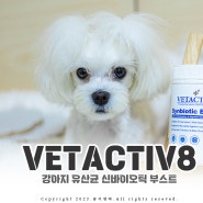 강아지 유산균 뱃액티브8 신바이오틱 부스트로 갈아타기!