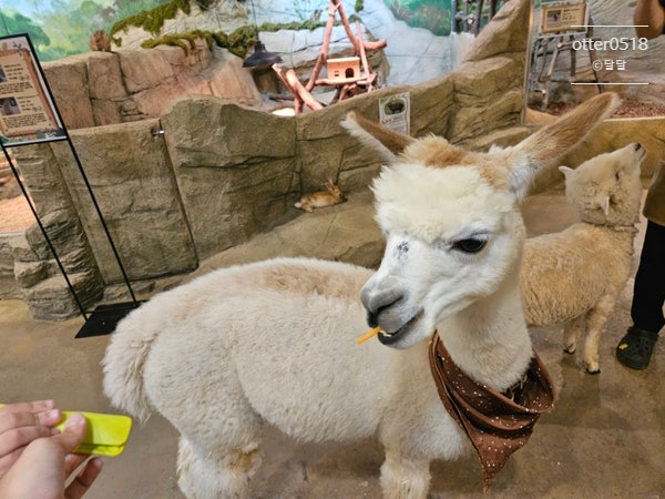 부산 실내동물원, 아이와 귀여운 동물 만나볼수 있는 라라쥬...