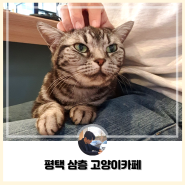 [평택] 귀여운 고양이를 보고 만질 수 있는 평택 고양이 카페 삼층 고양이 카페 방문 후기!!