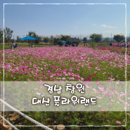 경남 창원 대산플라워랜드 핑크뮬리 갈대밭 코스모스 사진 찍기 좋은 곳 김해 근처