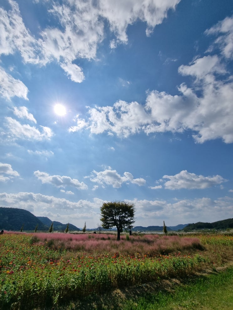 가을 여행가볼만한곳 남지 수변공원 핑크뮬리 개비리길 주차장...