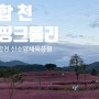 [합천] 가을 여행 신소양체육공원 핑크뮬리