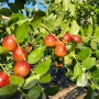 가을빛 이젠 만추다 사과대추 2차수확기