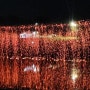 쮸 만6세) 장성 황룡강 가을꽃축제 폐막식 - 낙화놀이