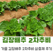 김장배추 키우기 2차 살충제 추비 웃거름 주기