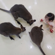 인천 실내동물원! 아기랑 가면 좋은 동물카페 미어캣프랜쥬