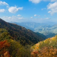 10월 홍천은행나무숲 다녀온 따끈한 최신 후기 (23.10.15)