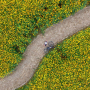 (대전-세종) 가을 꽃놀이 라이딩 | 자전거/산책 코스 | 세종 영평사 구절초, 코스모스 꽃밭, 금강변