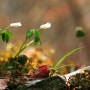 경남 삼성산 올초 봄에 촬영한 접사 사진 모음집 : 할미꽃, 꿩의바람꽃