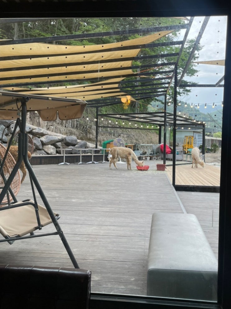 경남 진주 알파카를 볼 수 있는 카페 “집현다방”