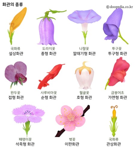 씨앗 & 열매 소개 번외편 3 - 꽃의 분류 : 네이버 블로그