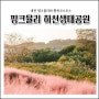 대전 핑크뮬리 명소 핑크뮬리하천생태공원
