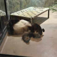 동물이 보이지 않는 동물원! 워싱턴디씨 여행 스미스소니언 국립 동물원, 자이언트 판다