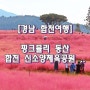 핑크뮬리 동산, 합천 신소양체육공원 .. [경남 합천여행]