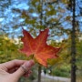 캐나다 직장인의 10월 2주: 토론토 로컬 단풍명소 Edwards Garden / 짭 욕대생의 욕대학 방문기 & 트레일 산책 / 교회에서 땡스기빙 & 회사에서 할로윈 데코