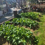 쭈리의 가을텃밭 이야기